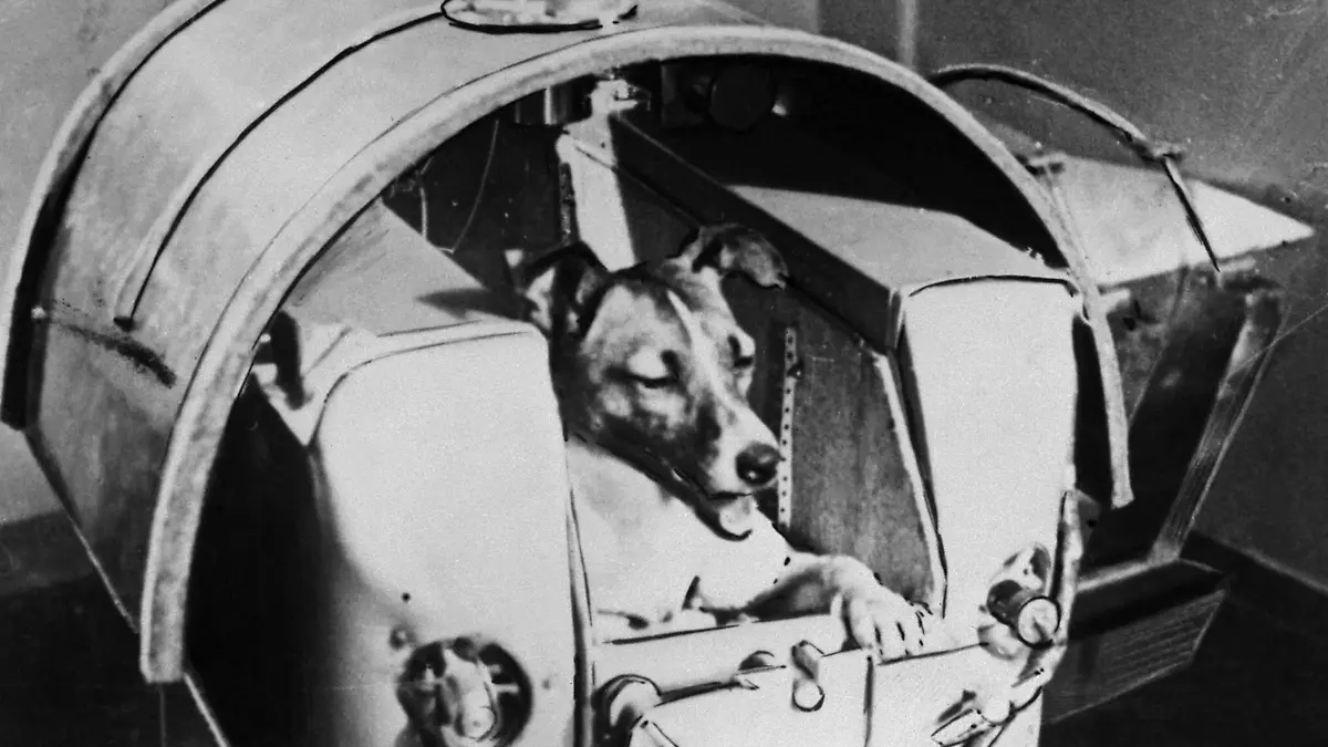Laika, Russian cosmonaut dog, 1957. Laika was the first animal to orbit the Earth, travelling on board the Sputnik 2 spacraft launched on 3 November 1957. The Soviet space programme used dogs and other animals in order to ascertain the viability of later manned space missions. Found in the collection of the State Museum of History, Moscow. ( Fine Art Images / Heritage Images) Keine Weitergabe an Drittverwerter.
