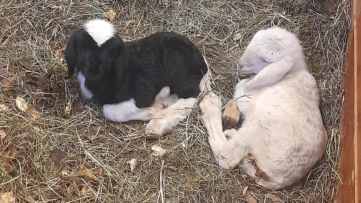 Evi kommt nach ihrer Schwester Vevi zur Welt und wird von ihrer Mutter verstoßen.