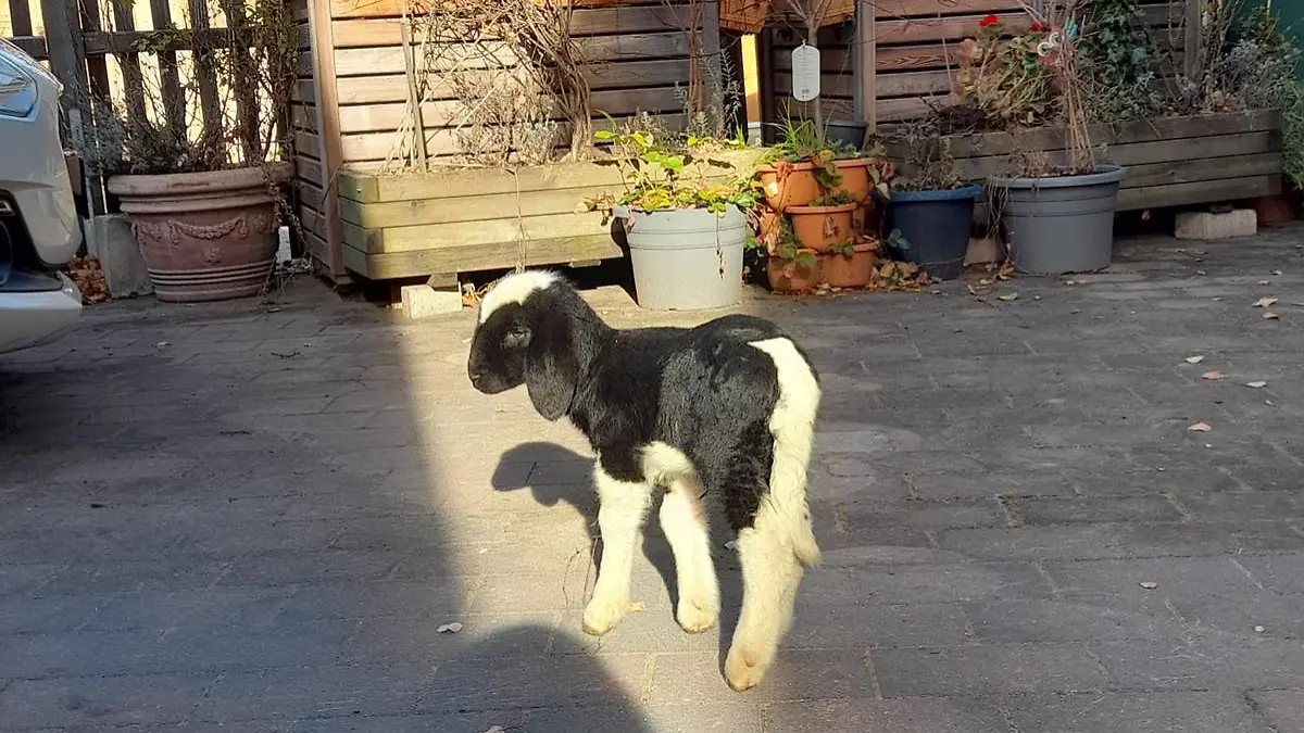 Bis an ihr Lebensende hat Evi bei Familie Seitz ein Zuhause.