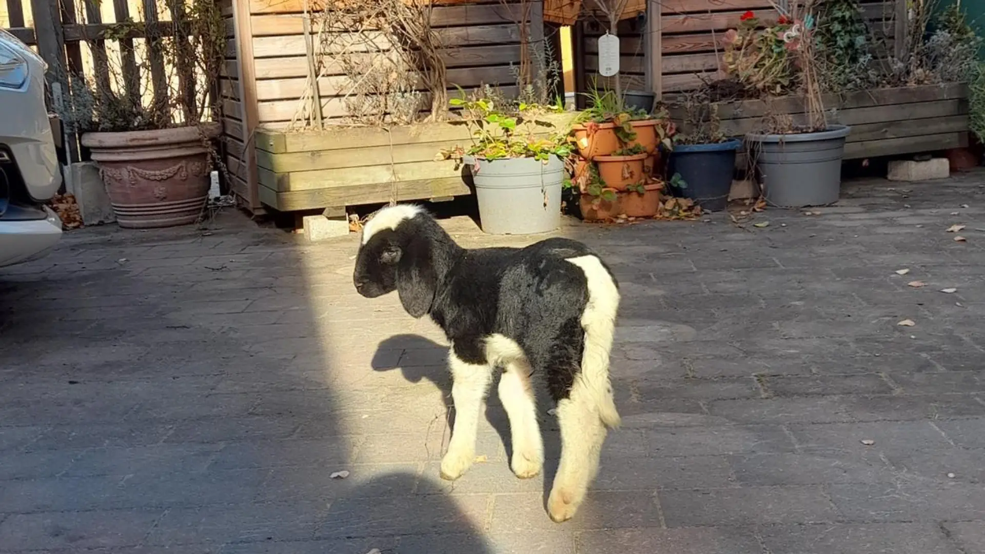 Bis an ihr Lebensende hat Evi bei Familie Seitz ein Zuhause.