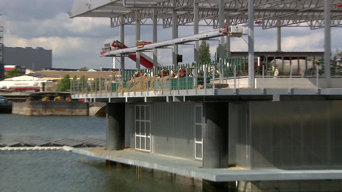 In Rotterdam gehen die Kühe jetzt aufs Wasser