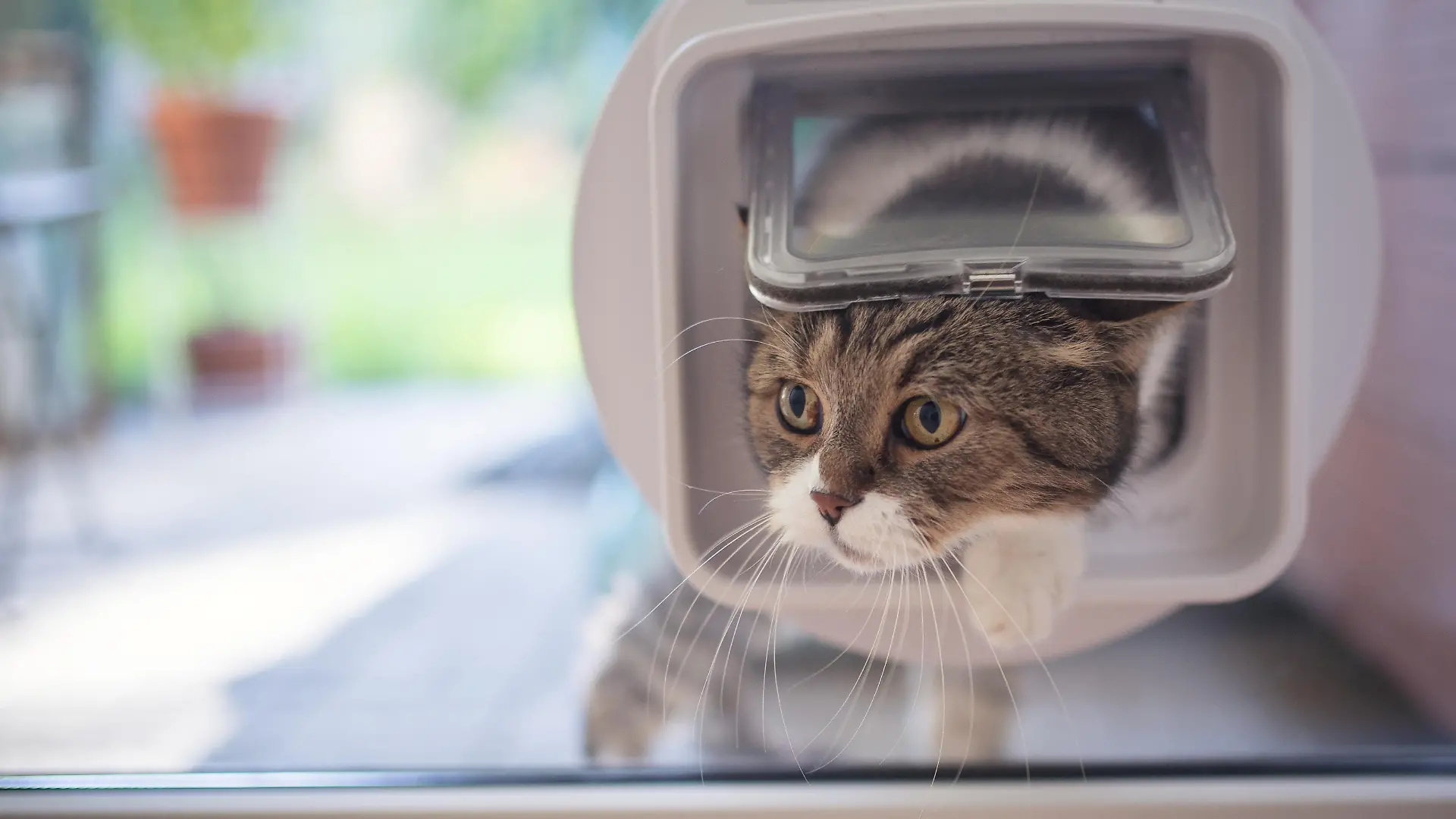 Katze geht durch Katzenklappe ins Haus.