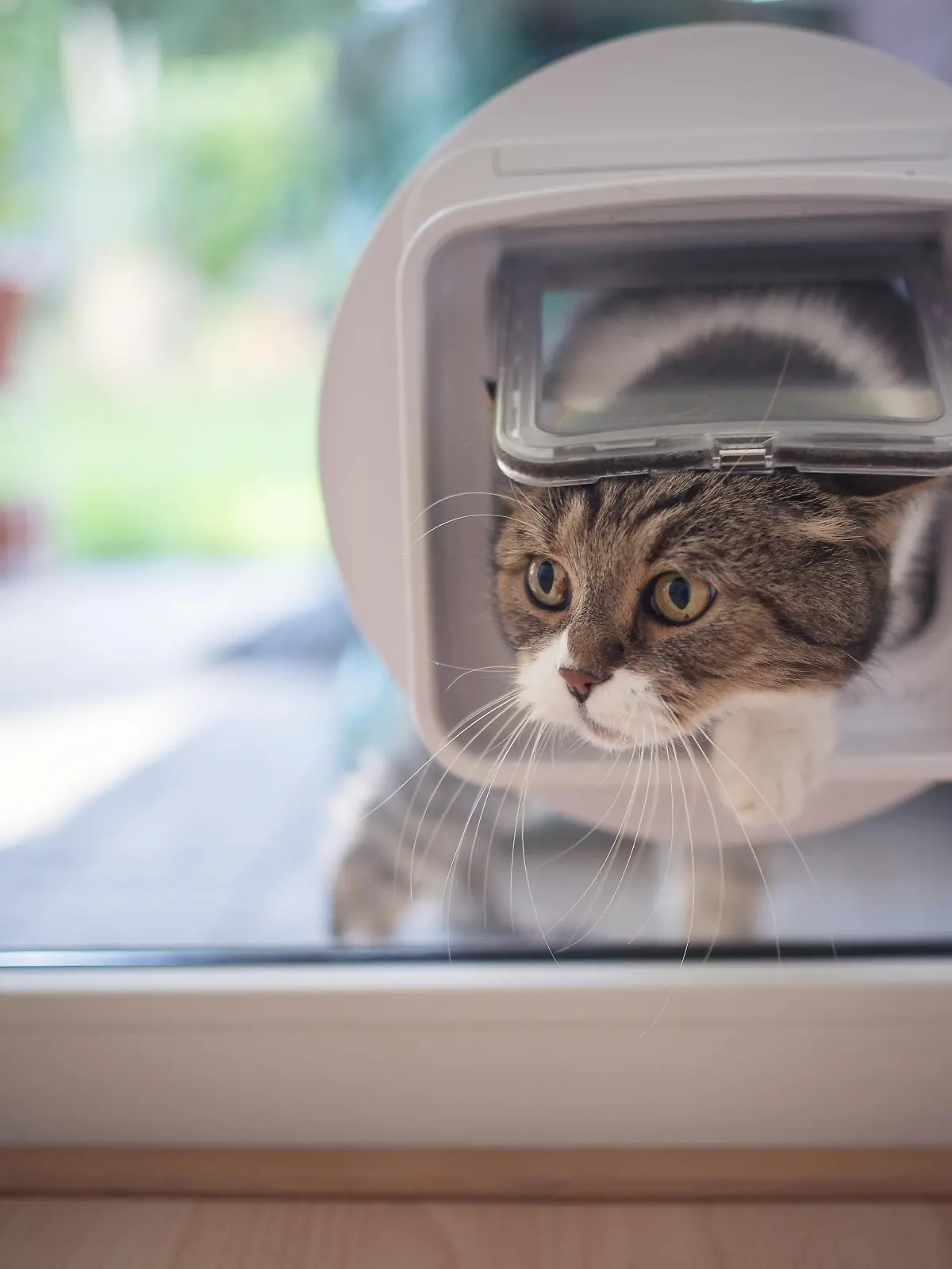 Katze geht durch Katzenklappe ins Haus.