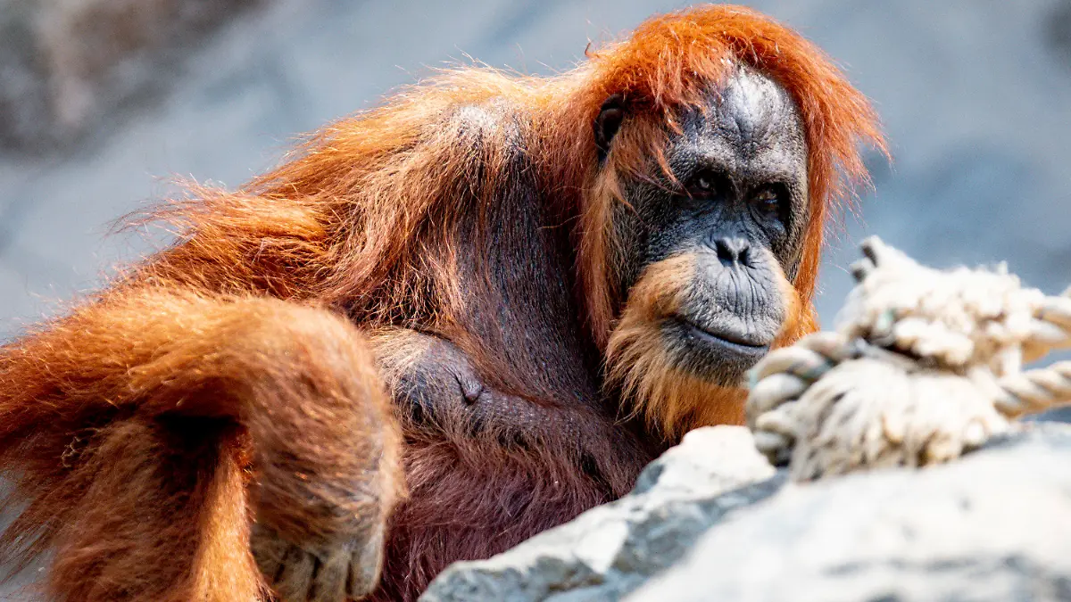 24.06.2019, Hamburg: Die 58-jährige Orang-Utan Dame Bella sitzt in ihrem Gehege im Tierpark Hagenbeck. Die rothaarige Bella gilt dem Hamburger Tierpark zufolge als der wohl älteste Orang-Utan der Welt. Foto: Axel Heimken/dpa +++ dpa-Bildfunk +++