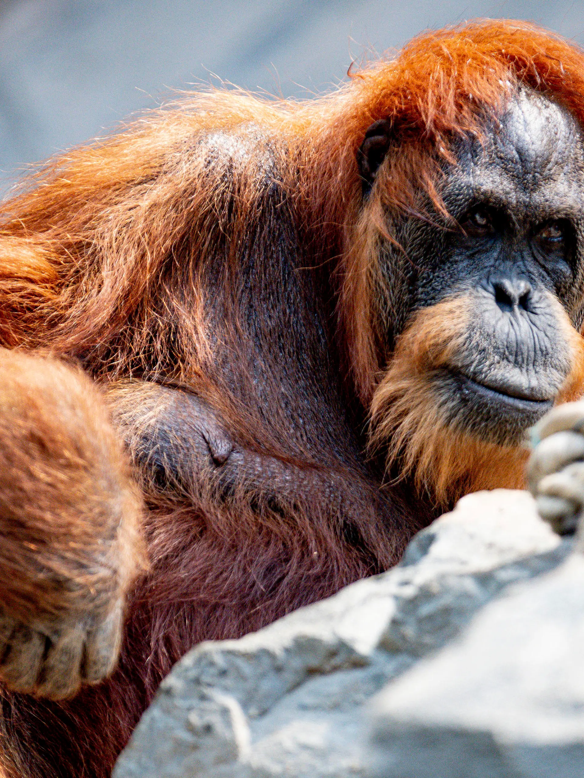 24.06.2019, Hamburg: Die 58-jährige Orang-Utan Dame Bella sitzt in ihrem Gehege im Tierpark Hagenbeck. Die rothaarige Bella gilt dem Hamburger Tierpark zufolge als der wohl älteste Orang-Utan der Welt. Foto: Axel Heimken/dpa +++ dpa-Bildfunk +++