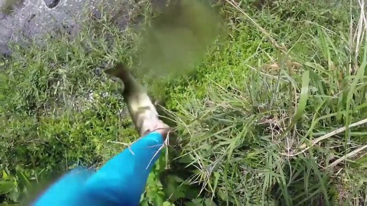 Alligator greift Angler an