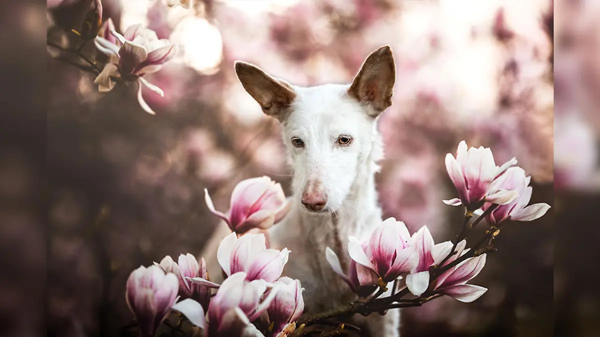 Hund mit Blumen