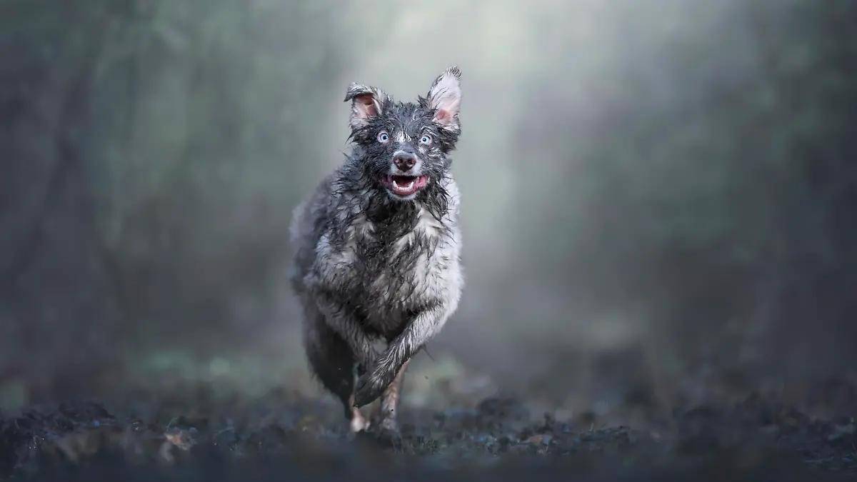 "Dirty Dog" - Schmutziger Hund