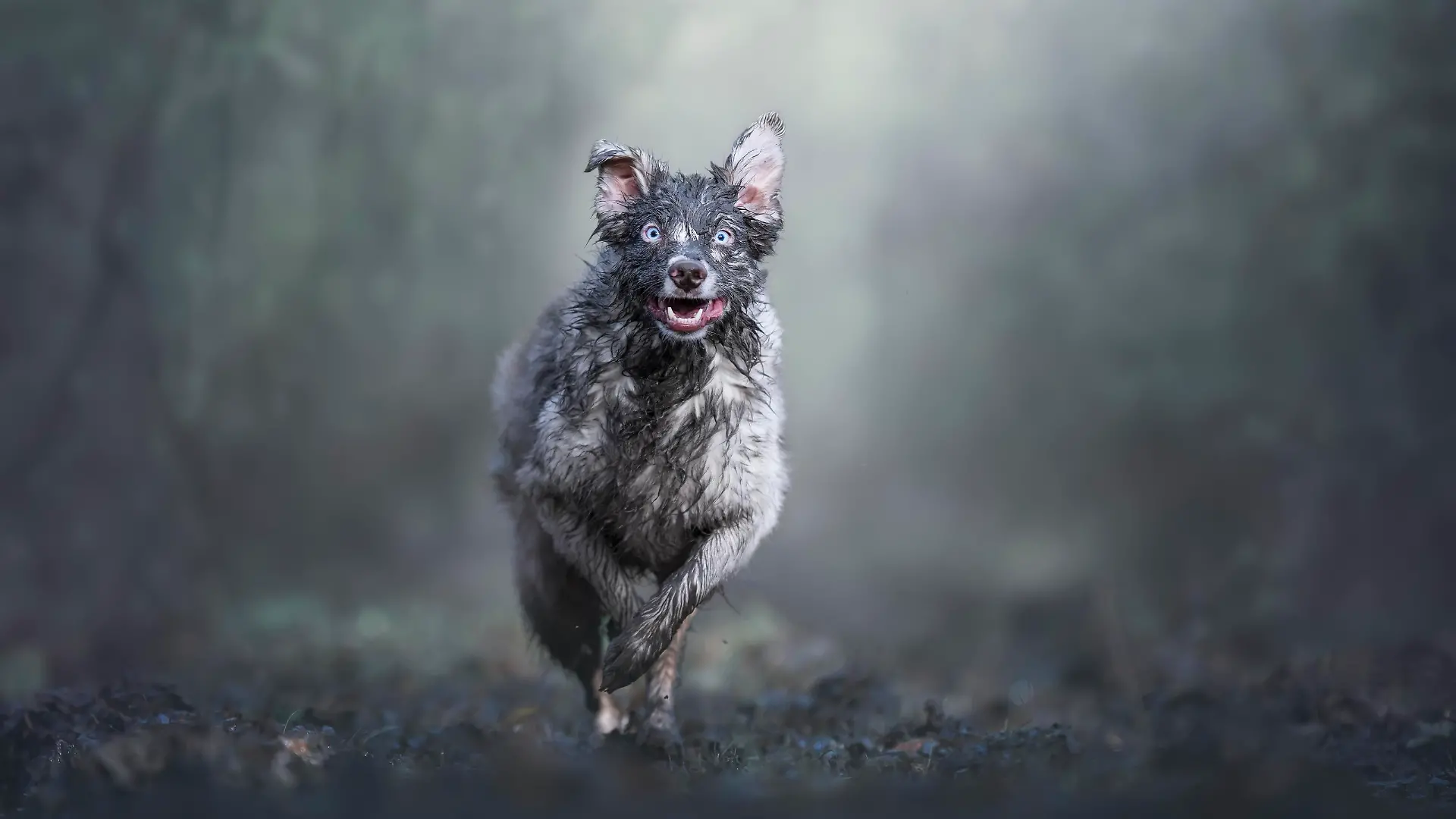 "Dirty Dog" - Schmutziger Hund