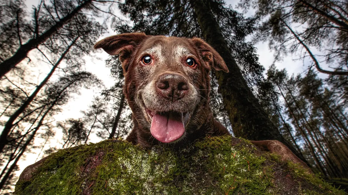 älterer Hund