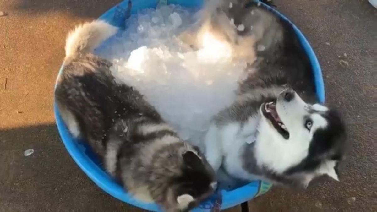 Huskys gönnen sich Abkühlung im Eiswürfelbad
