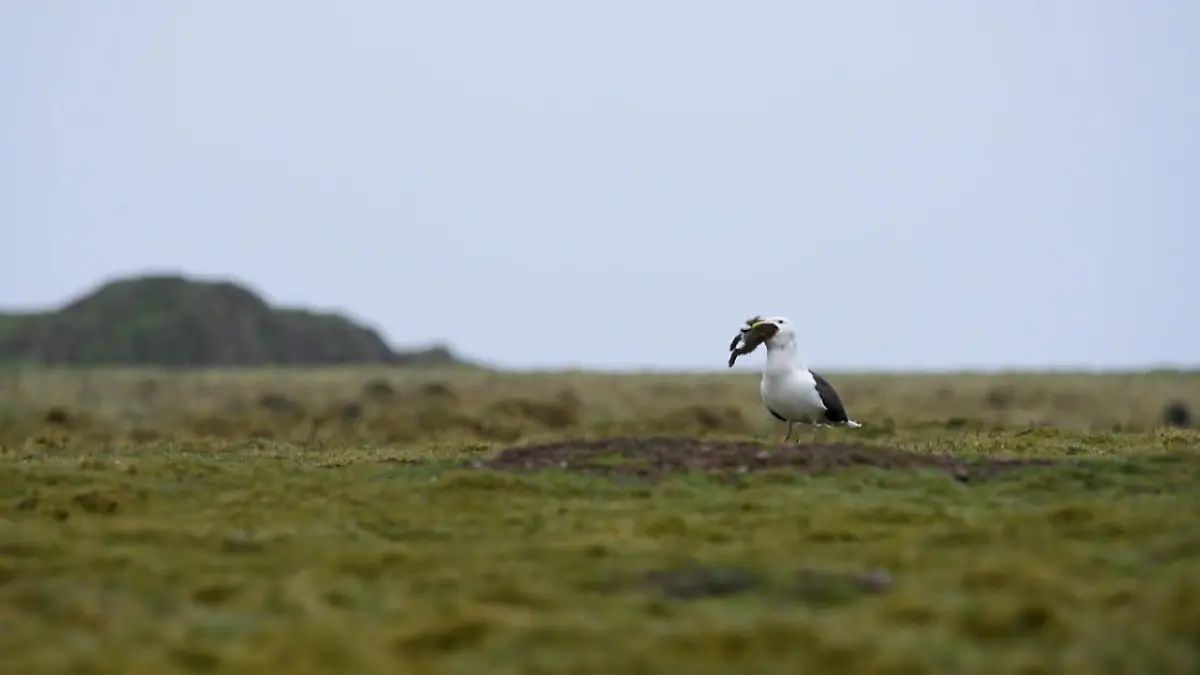 Möwe frisst Kaninchen 