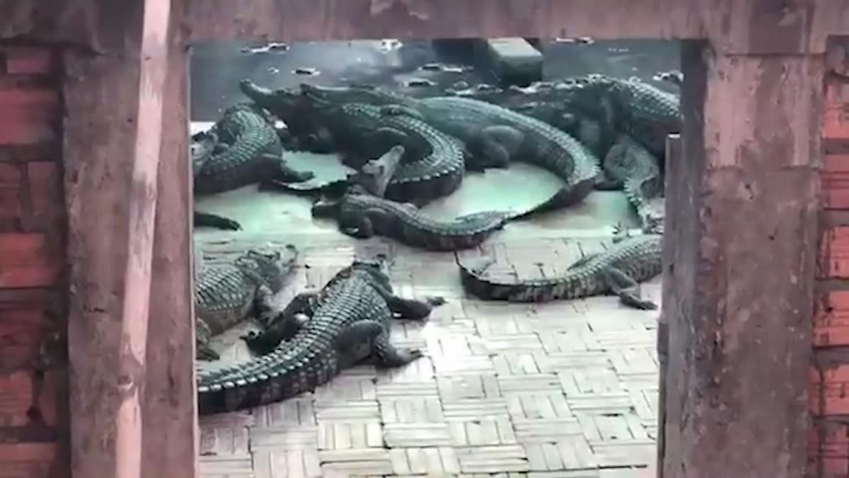 Mädchen wird von Krokodil gefressen
