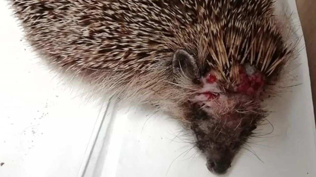 Igel mit schweren Verletzungen