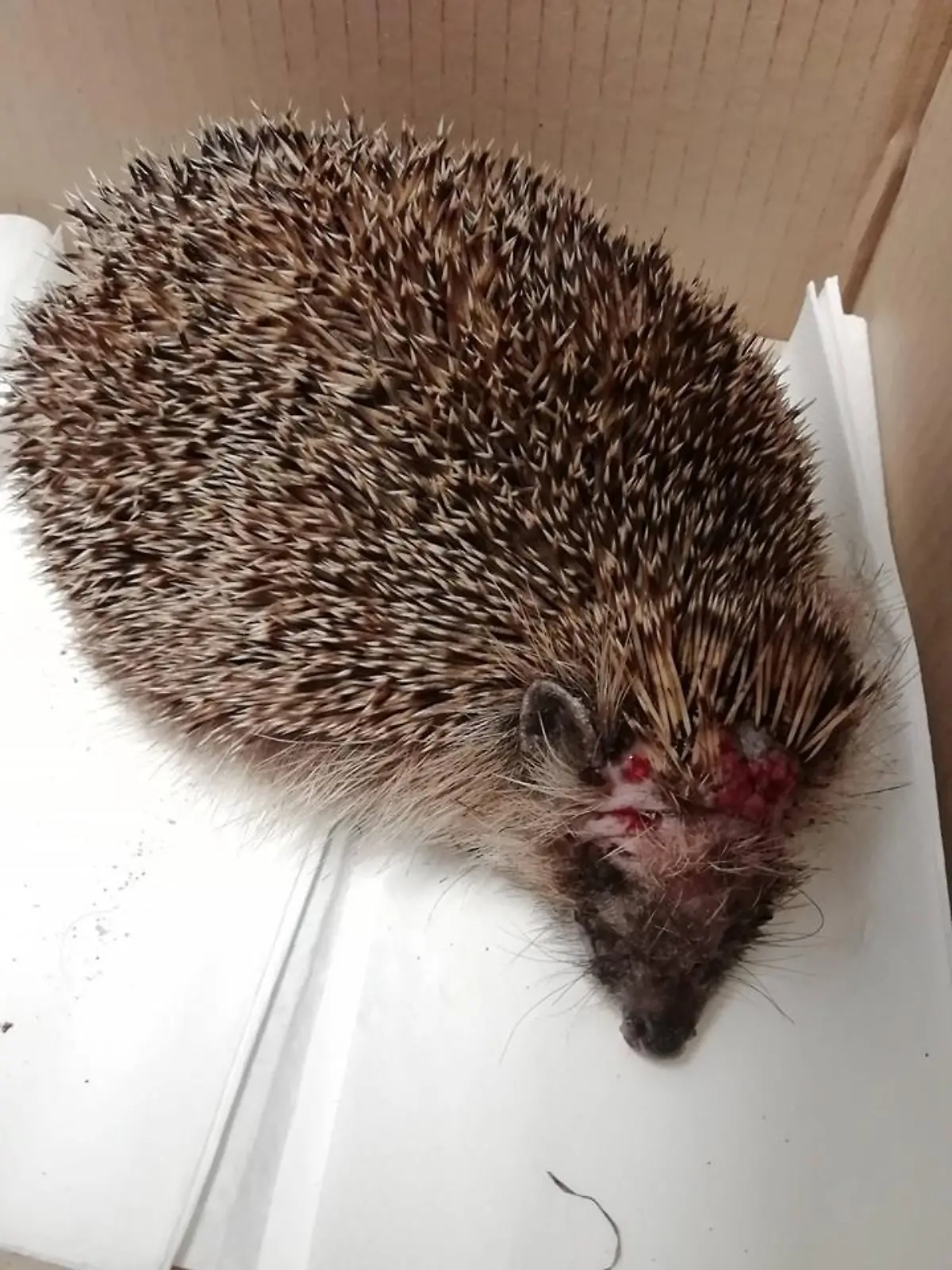 Igel mit schweren Verletzungen