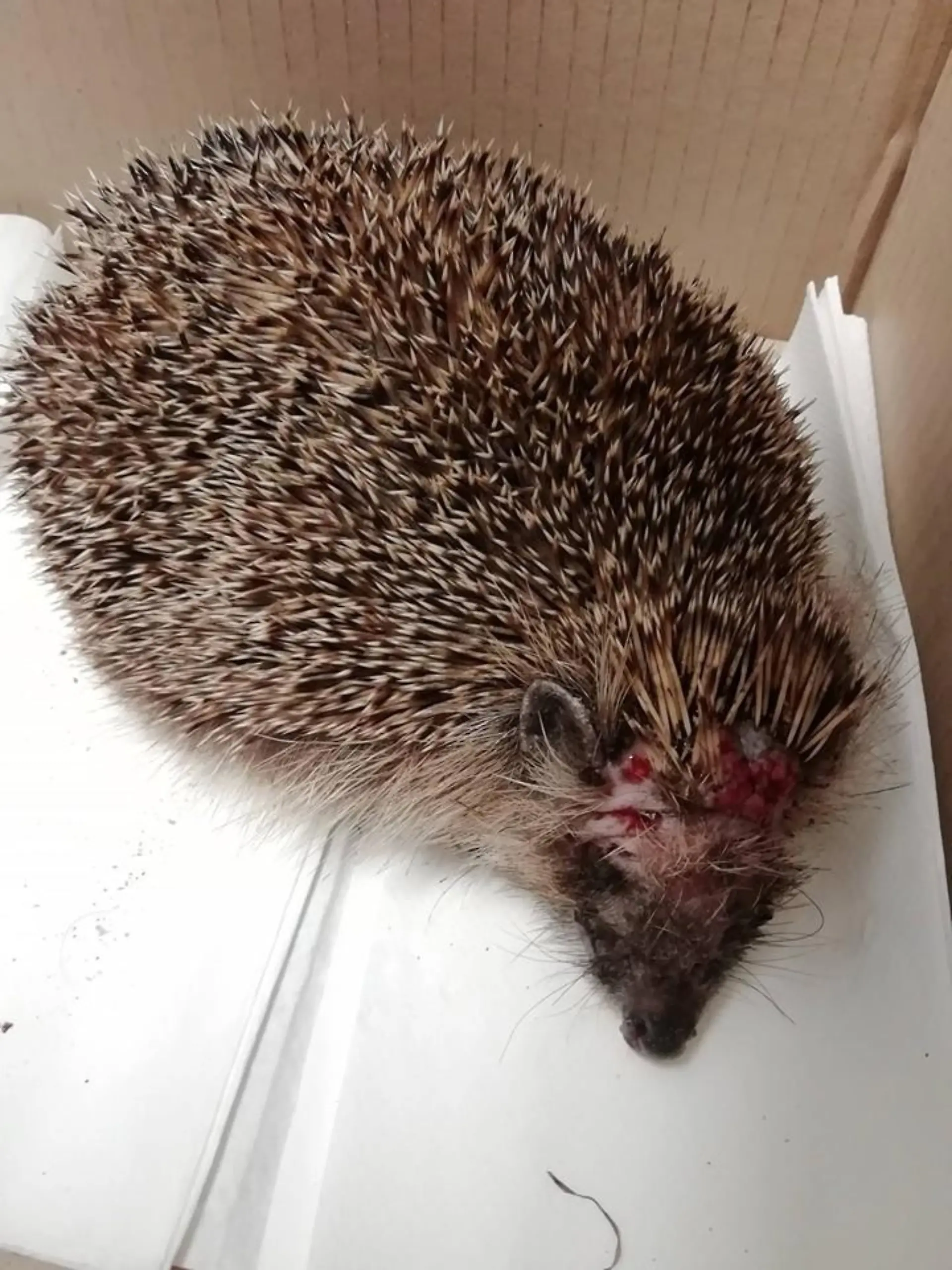 Igel mit schweren Verletzungen