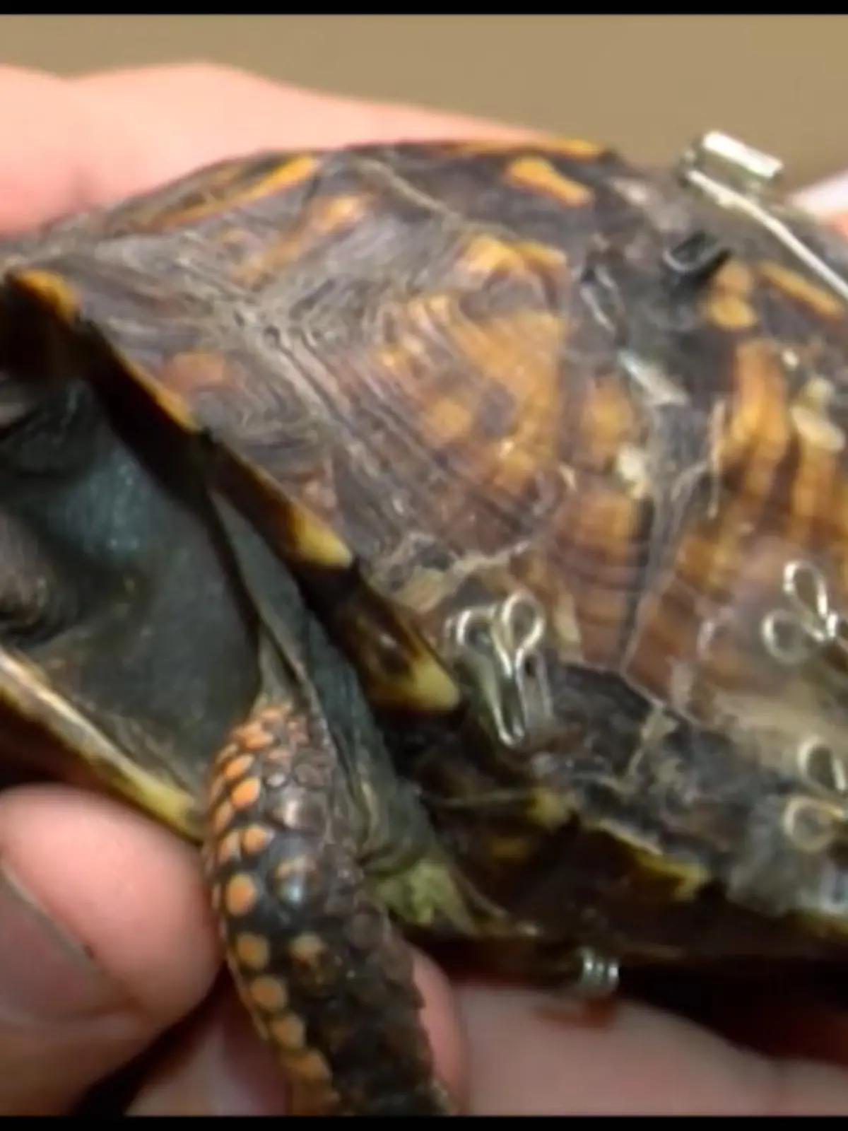 Bild zu: "Aussortierte BHs retten Schildkröten"