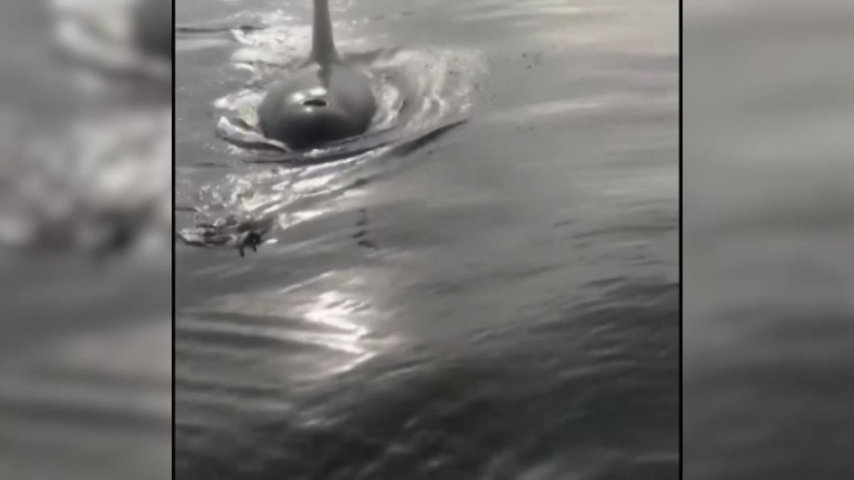 Killerwal gegen Angler: Wer bekommt den Lachs?
