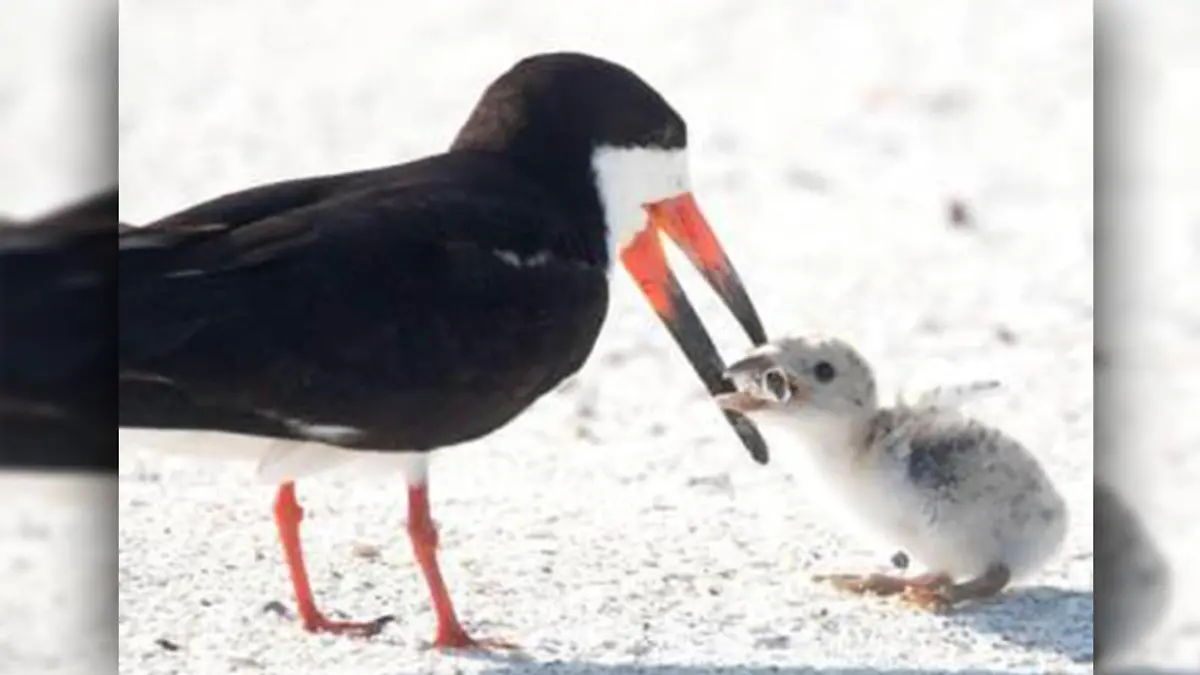 Möwe und Möwenküken