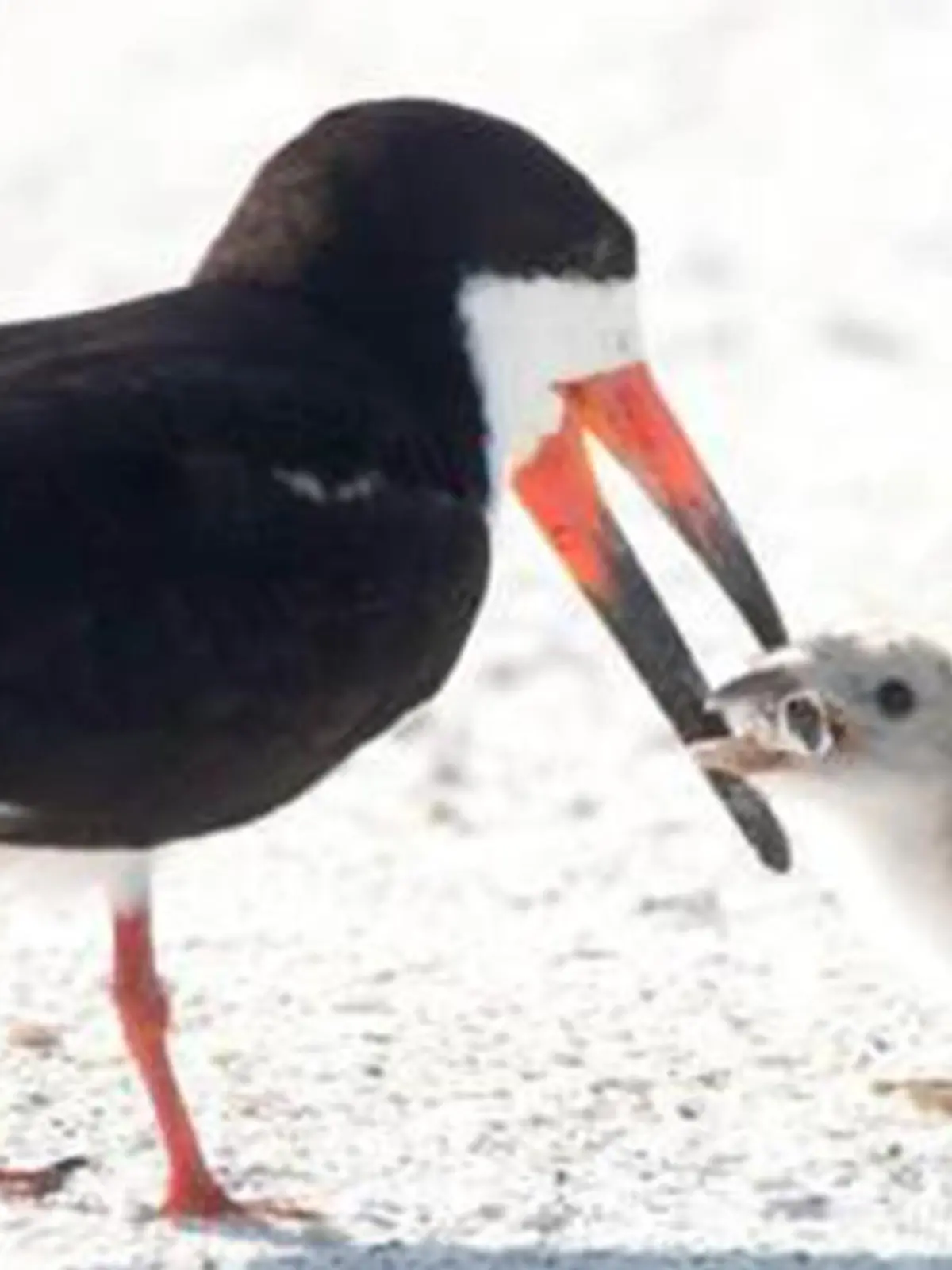 Möwe und Möwenküken