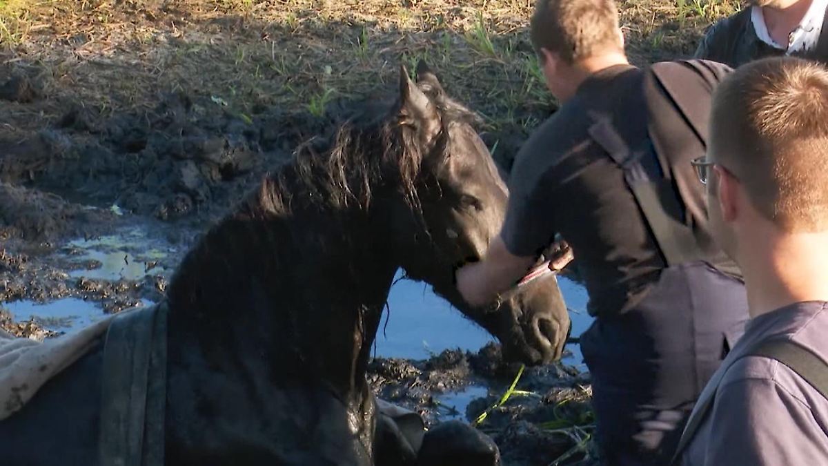 Feuerwehr rettet Pferd aus Schlammgrube
