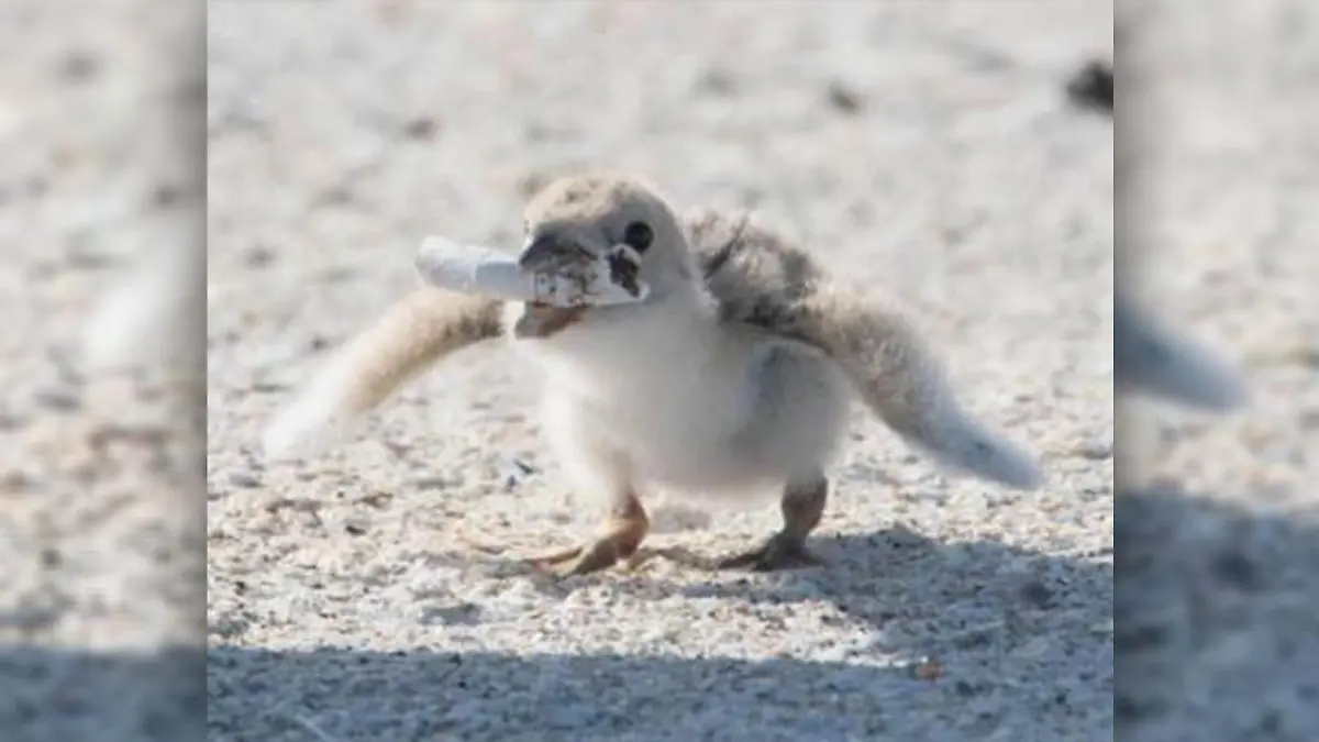 Möwen