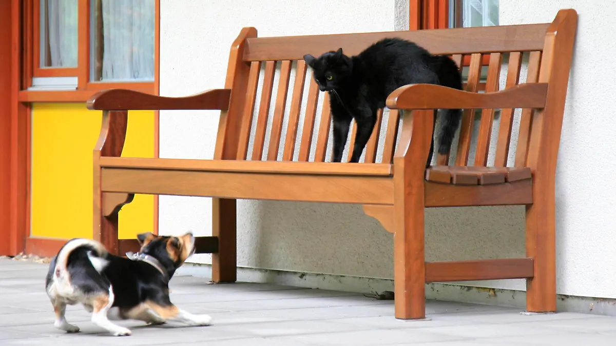 Jack Russell Terrier (Canis lupus f. familiaris), stellt Hauskatze | Jack Russell Terrier (Canis lupus f. familiaris), face to face with domestic cat