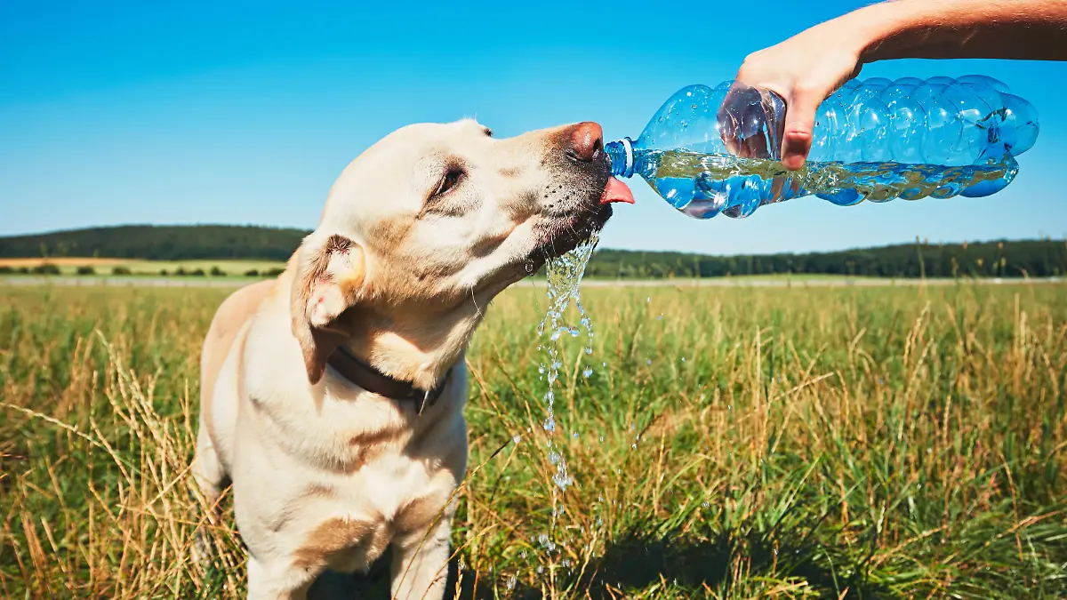 Ein Hund trinkt aus einer Trinkflasche. Es ist Sommer und heiß.