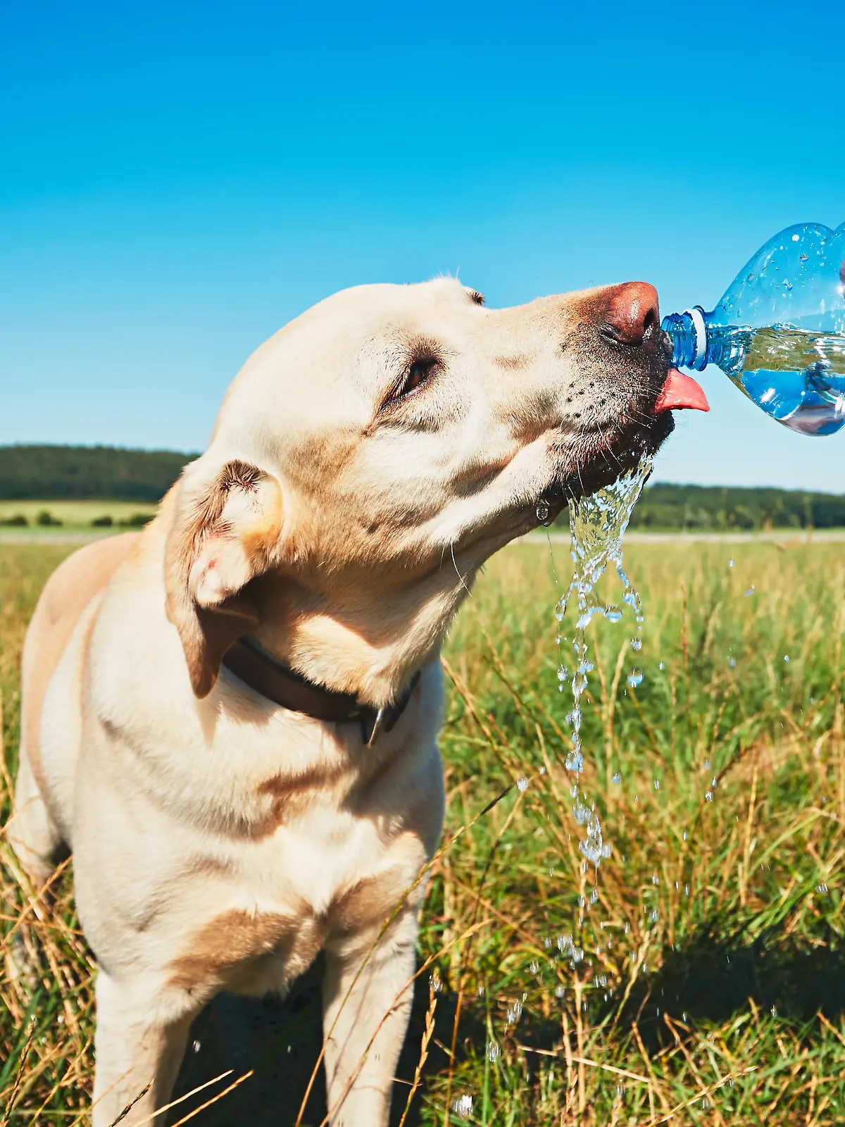 Ein Hund trinkt aus einer Trinkflasche. Es ist Sommer und heiß.