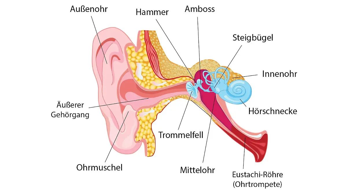 Abbildung des menschlichen Ohrs