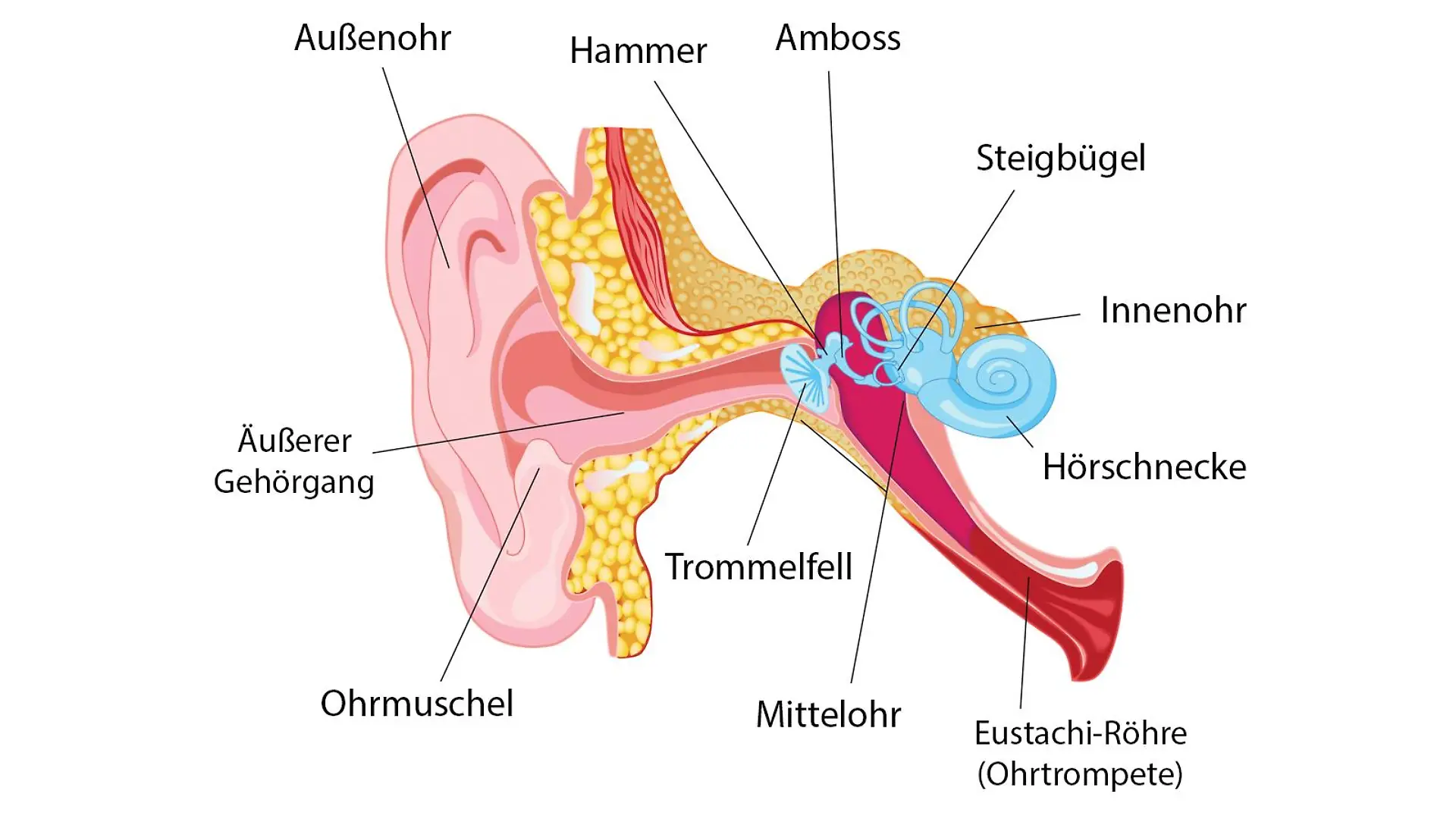 Abbildung des menschlichen Ohrs