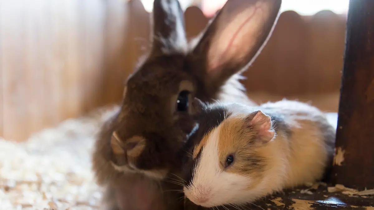 Kaninchen und Meerschweinchen im Käfig