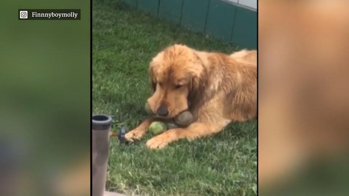 Hund liebt Tennisbälle