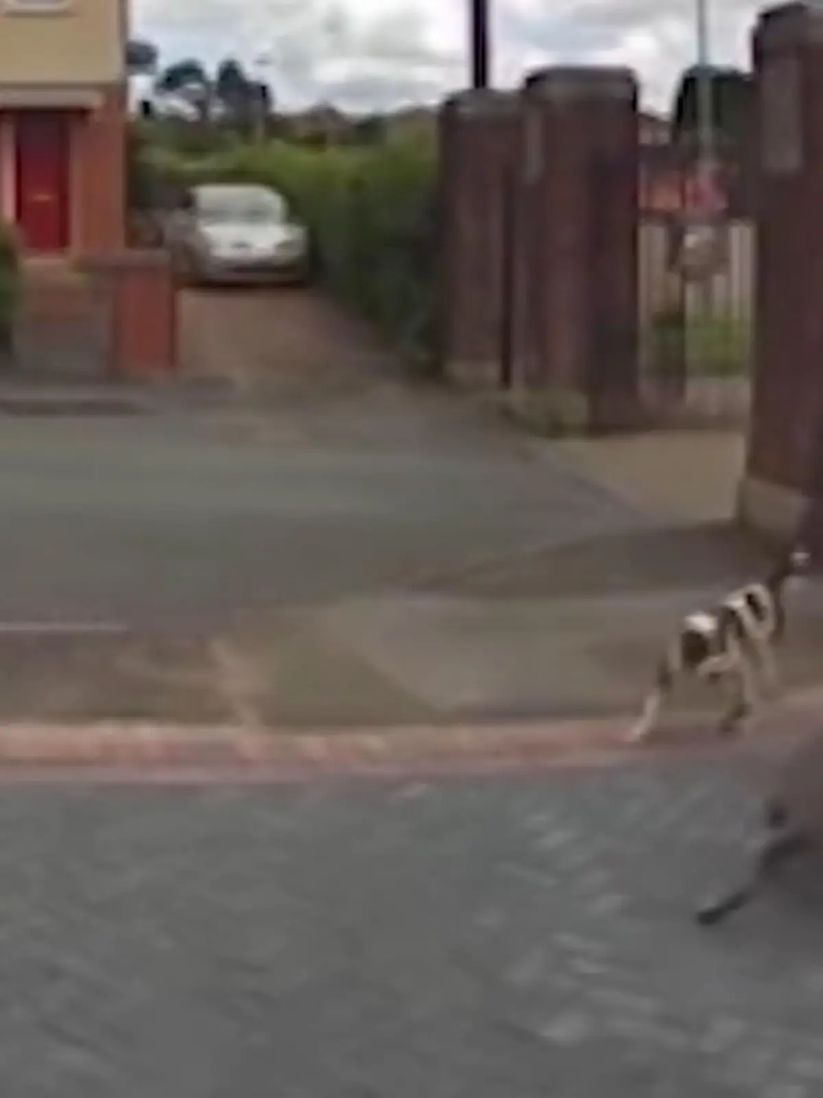 Bild zu: "Zwei Hunde zerfleischen eine Katze"