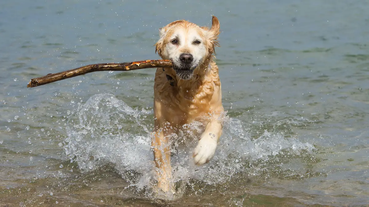 Ein Hund sucht am 15.04.2015 in der Ostsee am Strand des Seebades Sellin (Mecklenburg-Vorpommern) auf der Insel Rügen eine Abkühlung. Lufttemperaturen um 16 Grad locken nur wenige Urlauber an den Strand. Foto: Stefan Sauer/dpa +++(c) dpa - Bildfunk+++