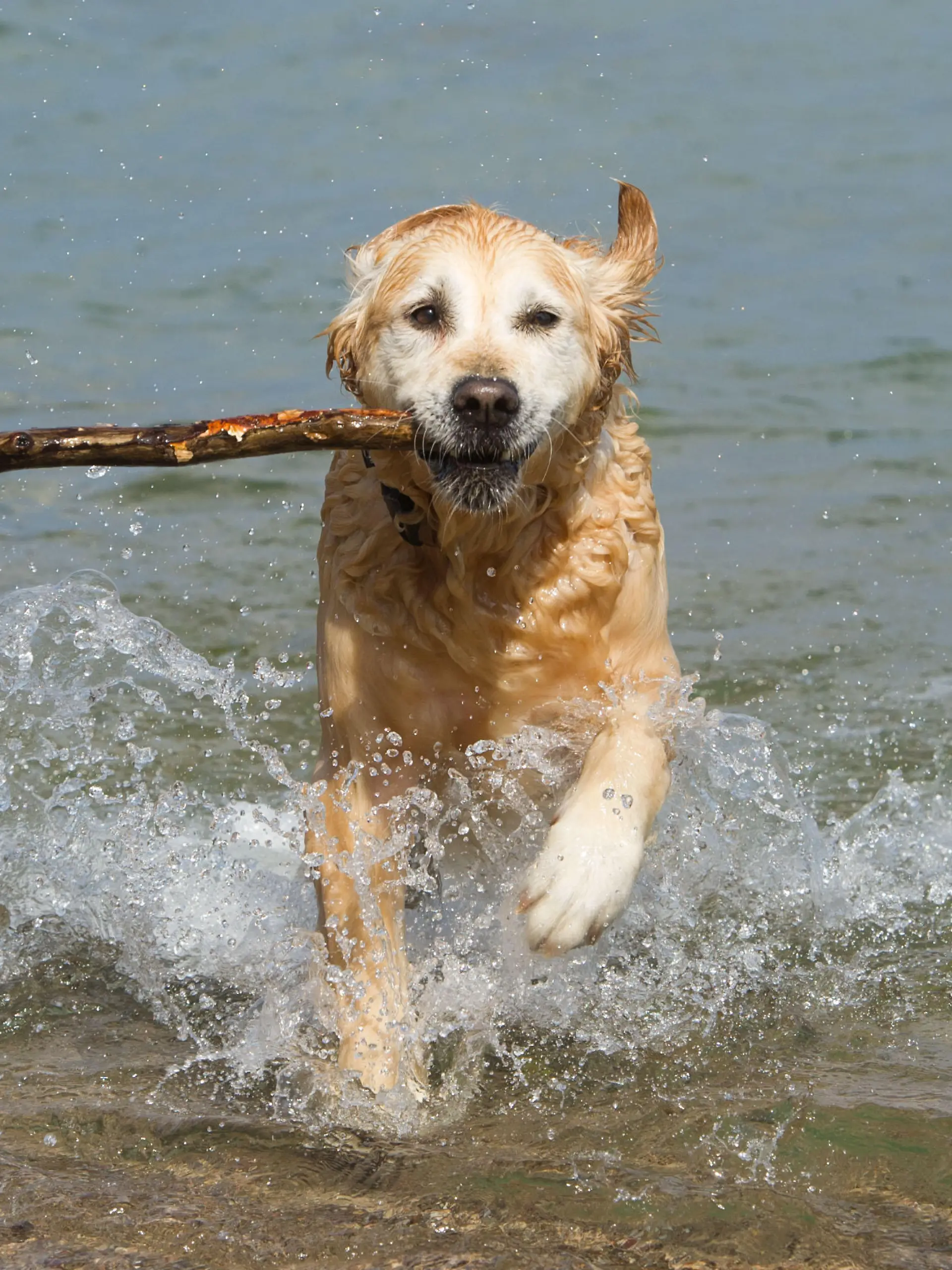Ein Hund sucht am 15.04.2015 in der Ostsee am Strand des Seebades Sellin (Mecklenburg-Vorpommern) auf der Insel Rügen eine Abkühlung. Lufttemperaturen um 16 Grad locken nur wenige Urlauber an den Strand. Foto: Stefan Sauer/dpa +++(c) dpa - Bildfunk+++