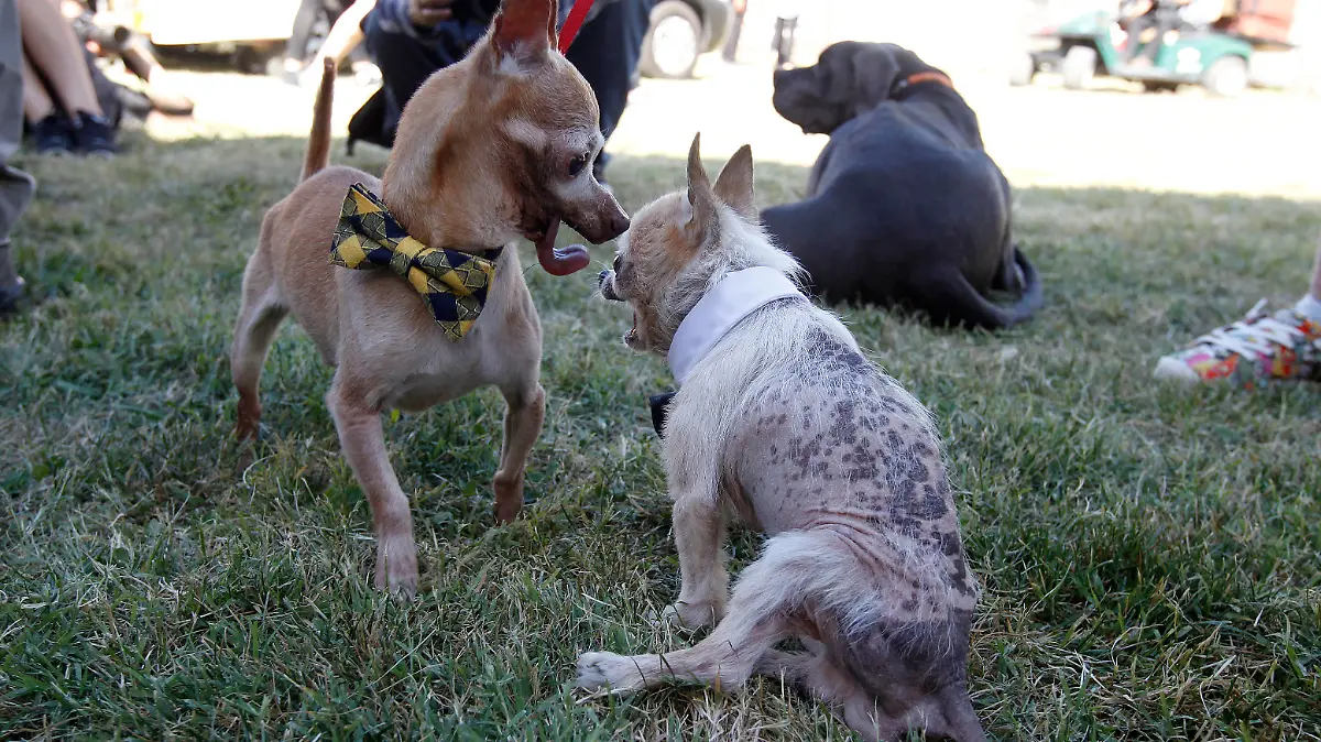 The World's Ugliest Dog Contest in Petaluma, California. It was a paw show as pups from all over the USA competed for the title of the ugliest pooch. Cleft palates, underbites and deformed paws were just some of the qualities on display from these much loved mutts. A little dreadlocked creature named Scamp eventually took home the title, much to the delight of his owner Yvonne Morones. The victor took home a prize of $1500.
Pictured: fabio,tostito
Ref: SPL5099574 210619 NON-EXCLUSIVE
Picture by: SplashNews.com
Splash News and Pictures
Los Angeles: 310-821-2666
New York: 212-619-2666
London: 0207 644 7656
Milan: 02 4399 8577
photodesk@splashnews.com
World Rights,