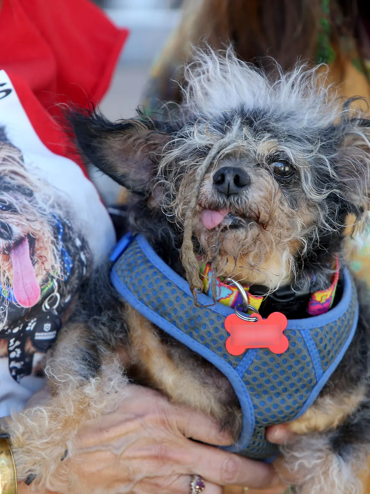 Scamp the Tramp wins the World's Ugliest Dog Competition in Petaluma, California. Scamp's owner, who has entered the competition previously, looked delighted to have won the coveted title with her beloved pooch. She lovingly calls her rescue mutt a Rastafarian dog thanks to the dreadlocks that grow naturally down his back. Scamp has been a theraphy dog for seven years, proving that looks are only skin deep and it's what is inside that counts. Yvonne and Scamp's entourage won $1,500 for coming first in the popular competition which encourages adoption and responsible breeding practices.

Pictured: scamp,scamp the tramp,yvonne Morones
Ref: SPL5099571 210619 NON-EXCLUSIVE
Picture by: SplashNews.com

Splash News and Pictures
Los Angeles: 310-821-2666
New York: 212-619-2666
London: 0207 644 7656
Milan: 02 4399 8577
photodesk@splashnews.com

World Rights, 
