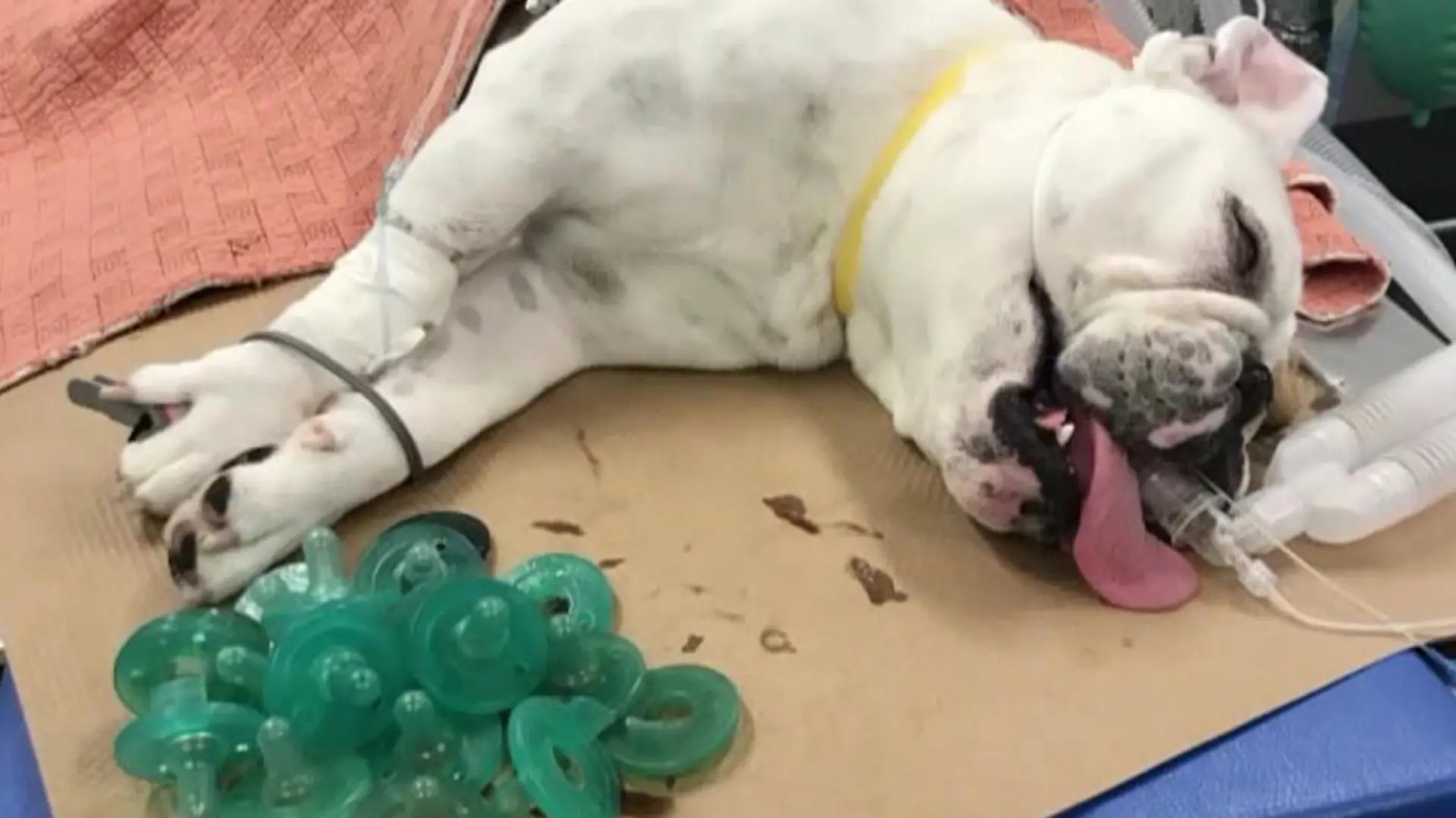 Bulldogge frisst 19 Schnuller