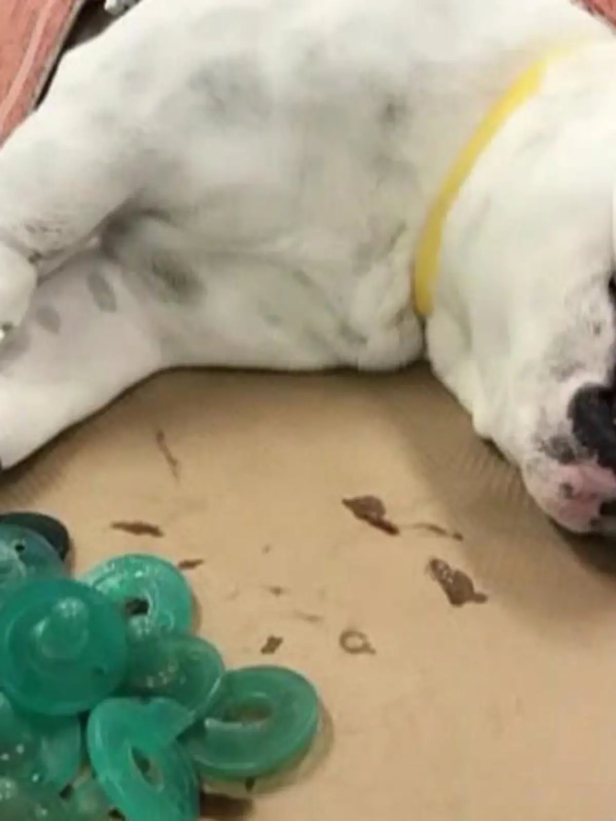 Bulldogge frisst 19 Schnuller