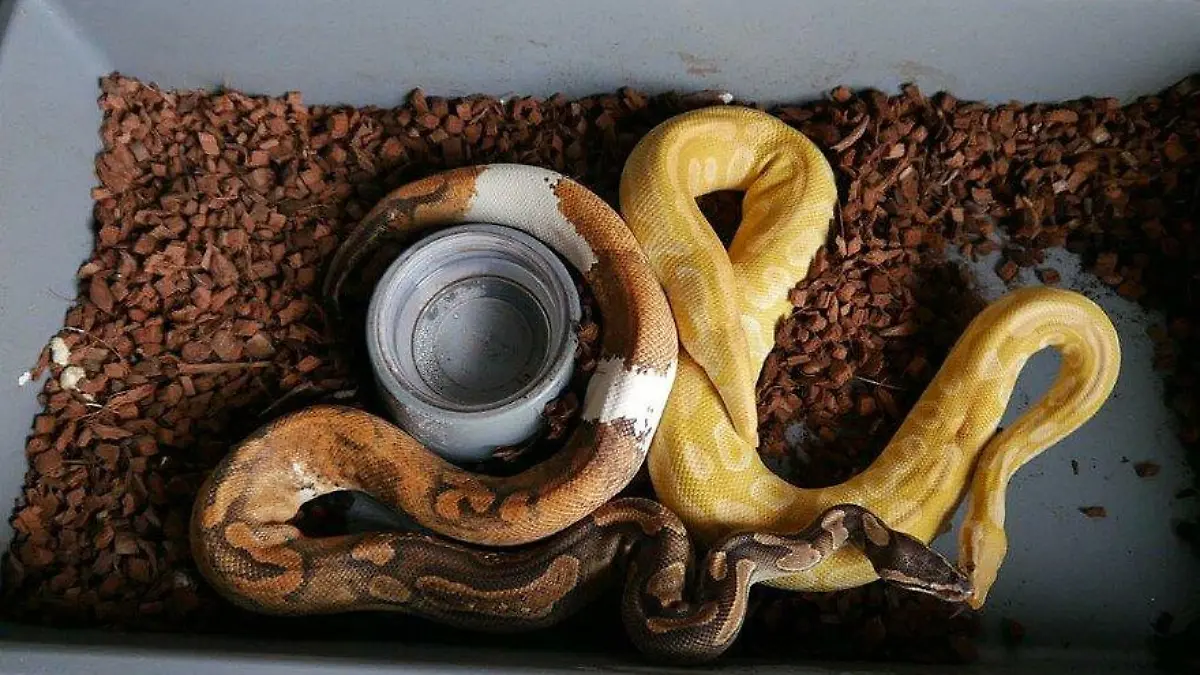 Zwei Königspythons mussten sich eine Plastikschublade teilen.