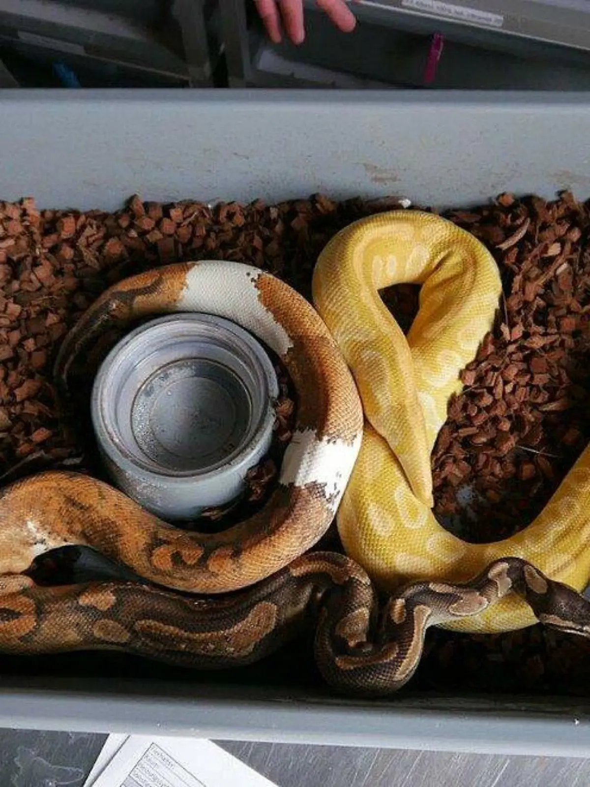 Zwei Königspythons mussten sich eine Plastikschublade teilen.