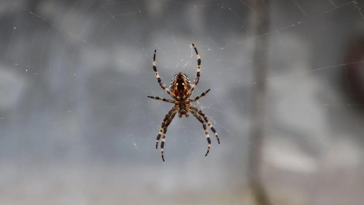 Rückeroth Themenfoto: Tier, Insekten, Spinnen, 30.10.2022 Eine große Gartenkreuzspinne Araneus diadematus webt ihr Netz, Themenfoto: Tier, Insekten, Spinnen - *** Rückeroth theme photo animal, insects, spiders, 30 10 2022 A large garden cross spider Araneus diadematus weaves its web, theme photo animal, insects, spiders Copyright: xAugstx/xEibner-Pressefotox EP_jat