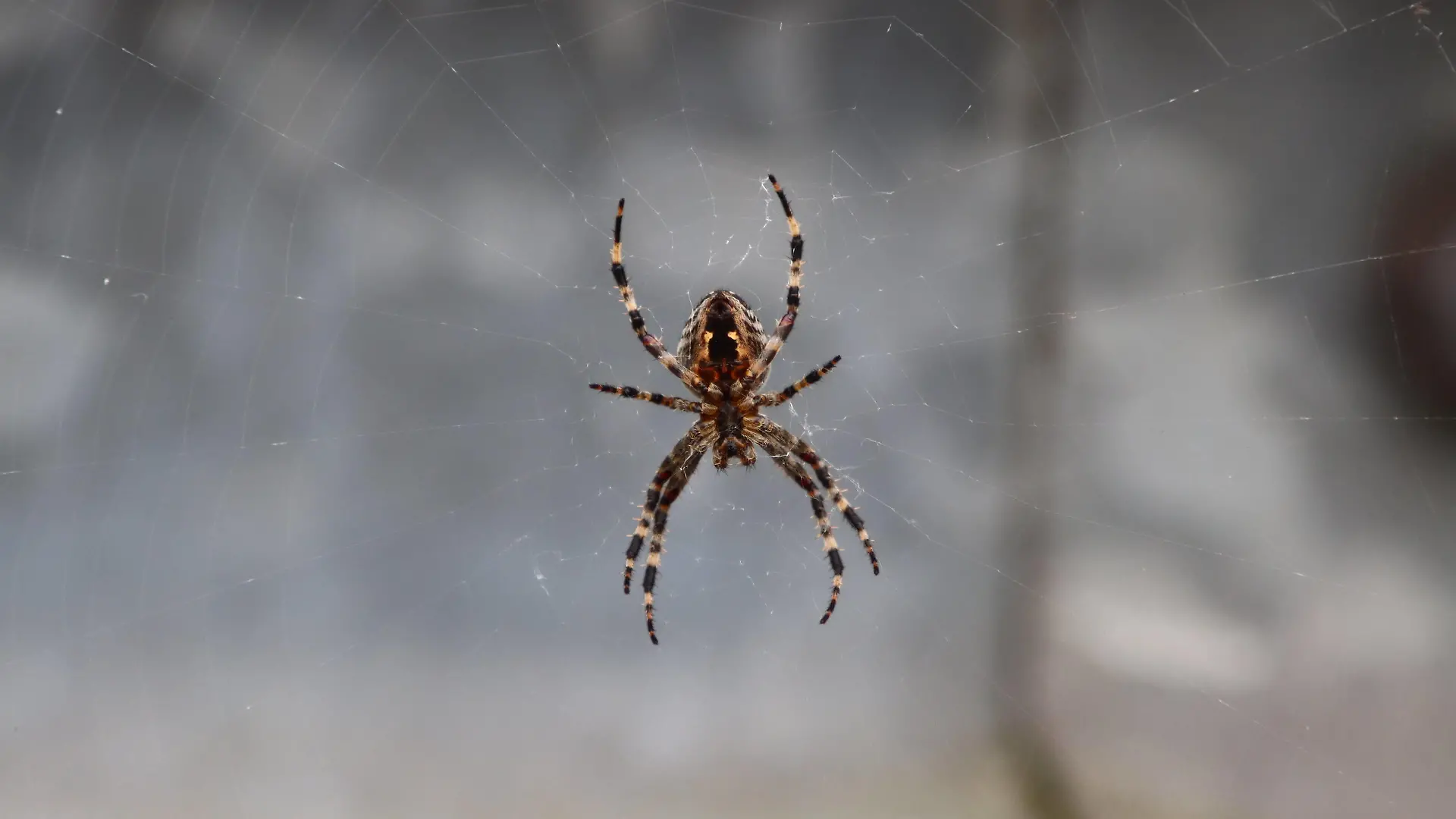 Rückeroth Themenfoto: Tier, Insekten, Spinnen, 30.10.2022 Eine große Gartenkreuzspinne Araneus diadematus webt ihr Netz, Themenfoto: Tier, Insekten, Spinnen - *** Rückeroth theme photo animal, insects, spiders, 30 10 2022 A large garden cross spider Araneus diadematus weaves its web, theme photo animal, insects, spiders Copyright: xAugstx/xEibner-Pressefotox EP_jat