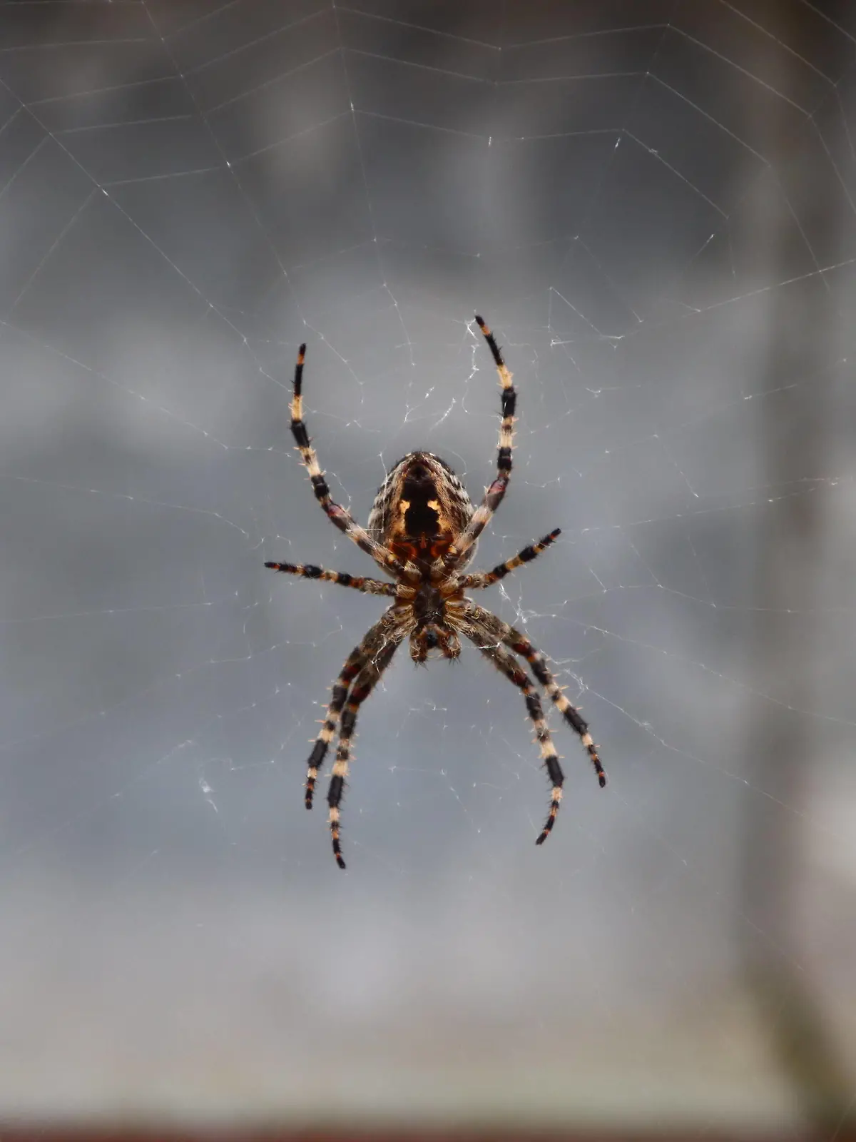 Rückeroth Themenfoto: Tier, Insekten, Spinnen, 30.10.2022 Eine große Gartenkreuzspinne Araneus diadematus webt ihr Netz, Themenfoto: Tier, Insekten, Spinnen - *** Rückeroth theme photo animal, insects, spiders, 30 10 2022 A large garden cross spider Araneus diadematus weaves its web, theme photo animal, insects, spiders Copyright: xAugstx/xEibner-Pressefotox EP_jat 