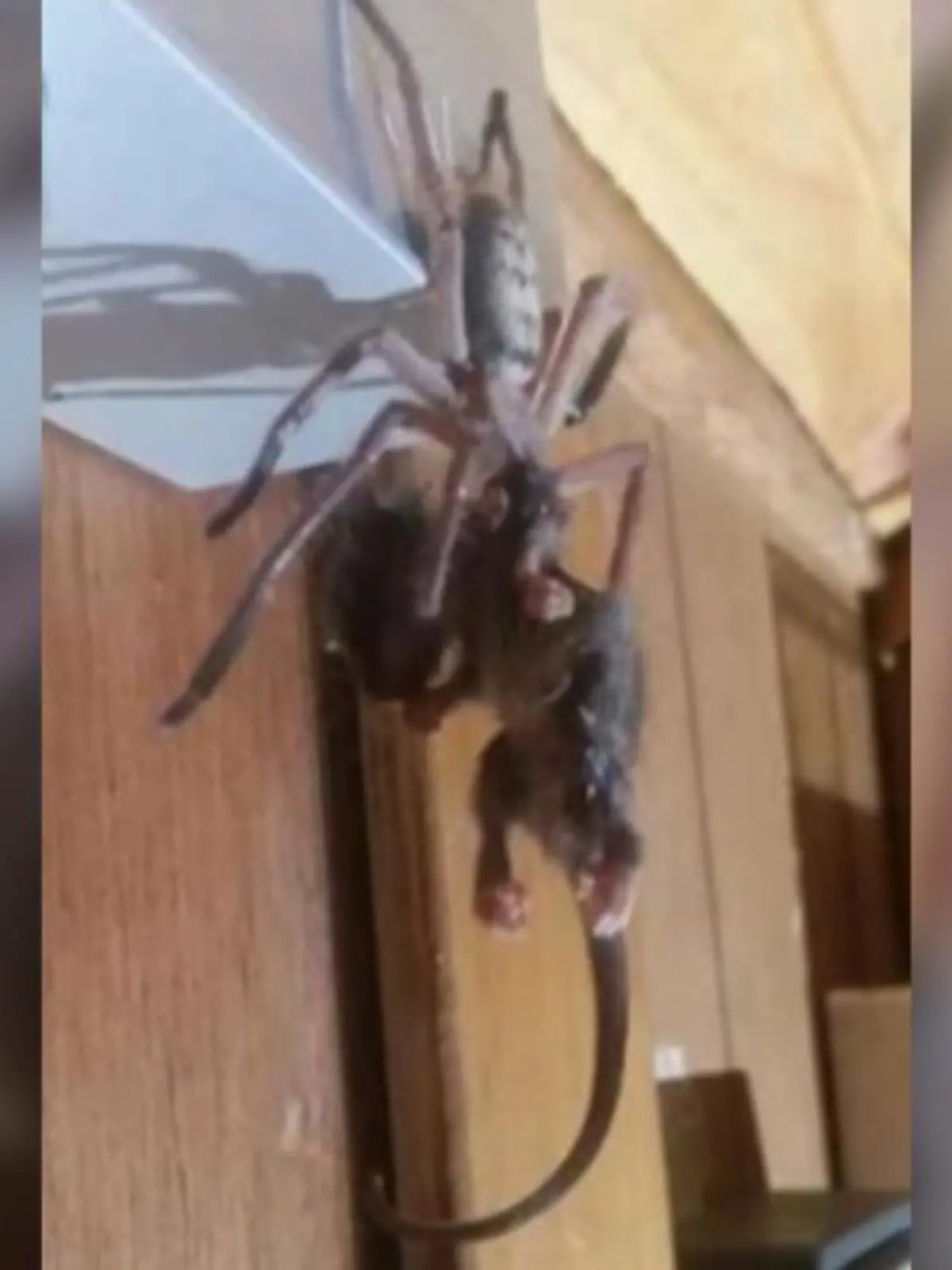 Bild zu: "Riesenspinne verspeist ganzes Possum"