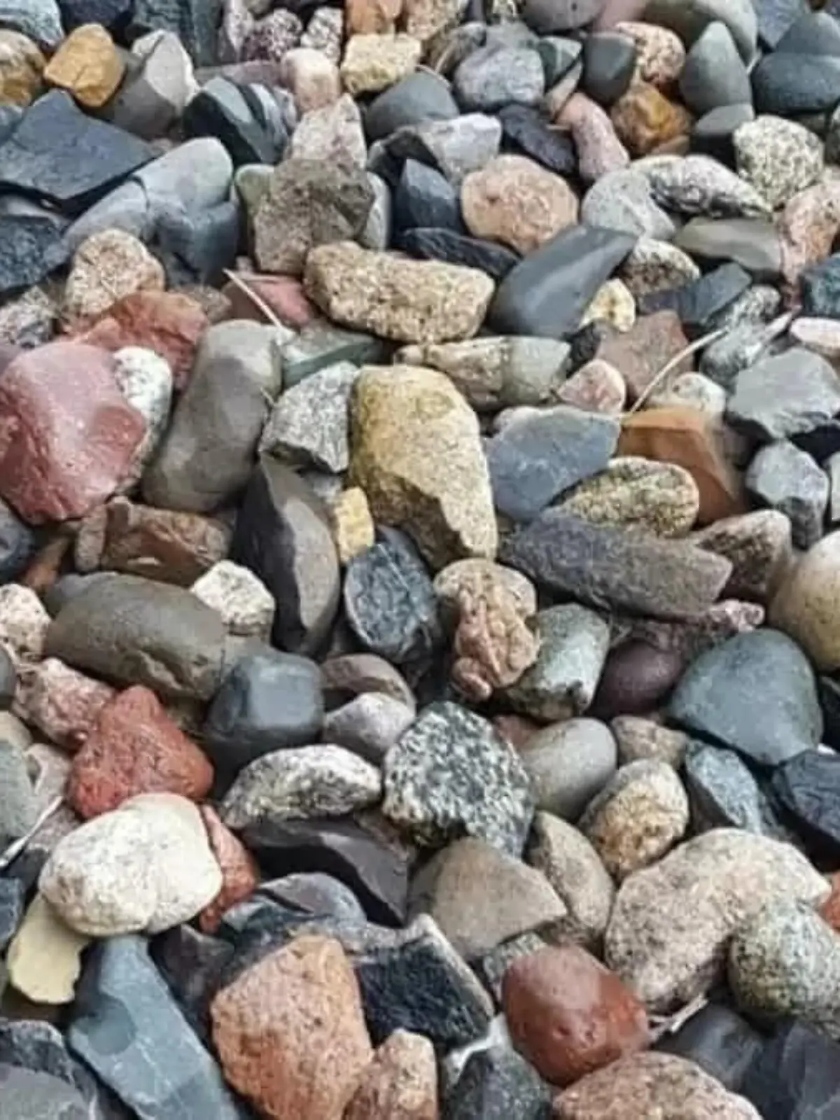Suchbild Frosch versteckt sich zwischen Steinen