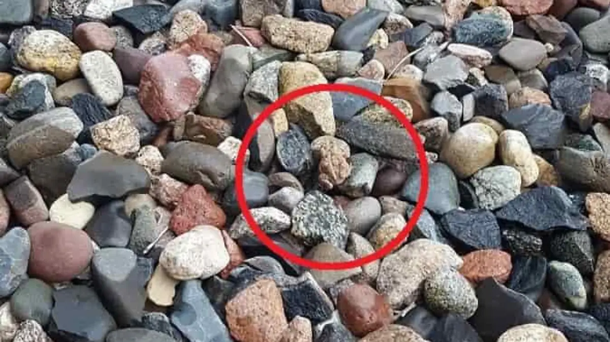 Auflösung Suchbild Frosch versteckt sich zwischen Steinen