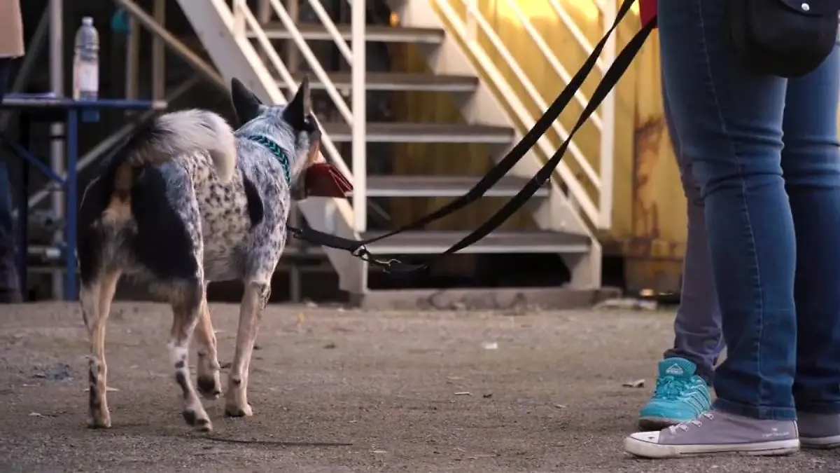 So wurde Julius zu einem "kriminellen Hund" „Ohne Geduld läuft gar nichts“