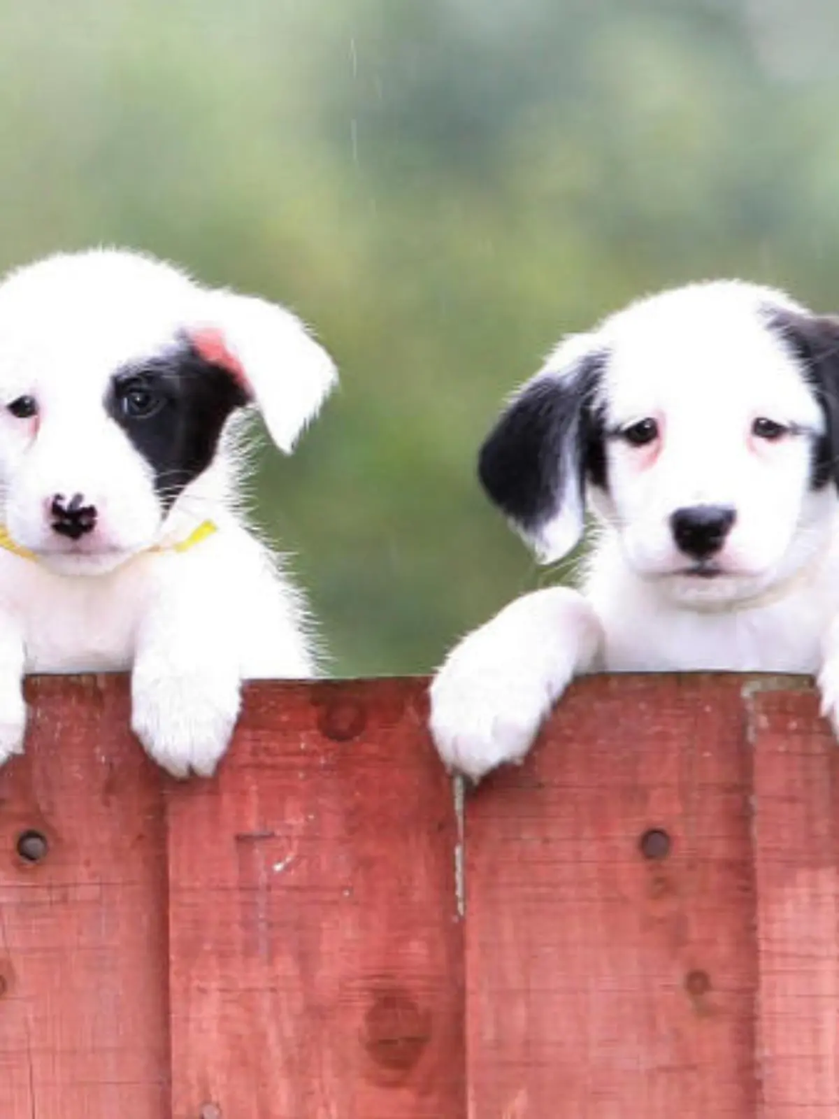 Beliebte Hundenamen: Ben, Sam und Gina
